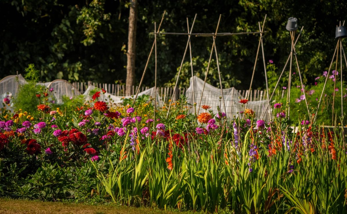 Bloemen plukken 25 augustus 2026