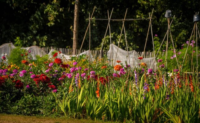bloemen