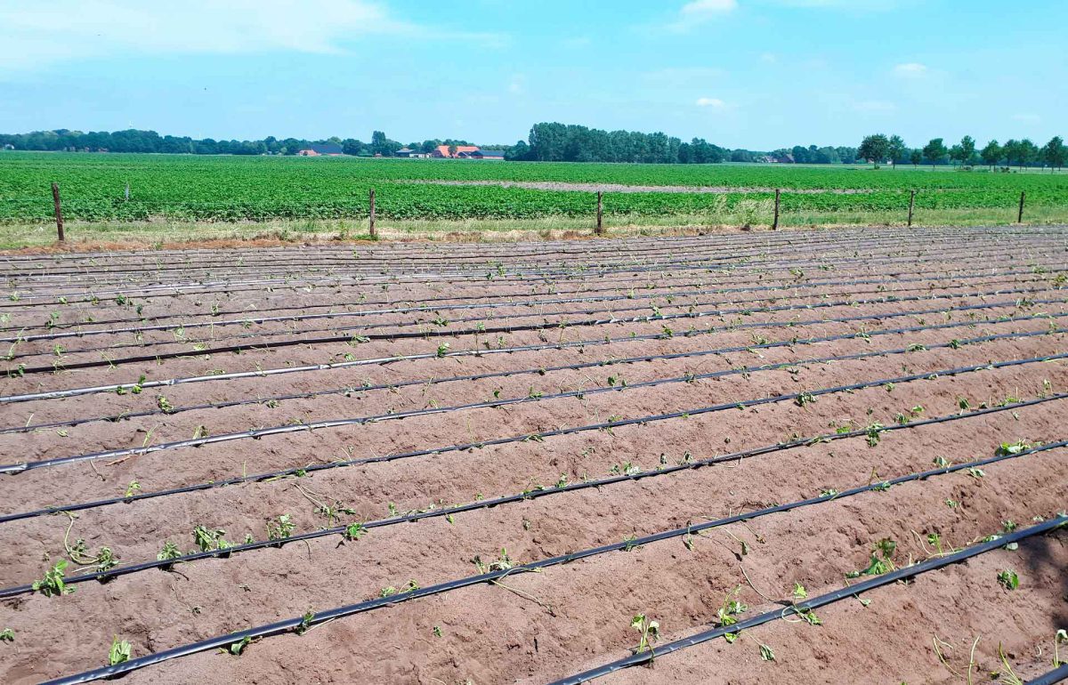 Vochtmanagement in de Veenkoloniën in zetmeelaardappelen